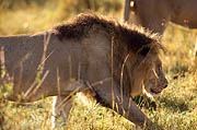  Lion Masai Mara 